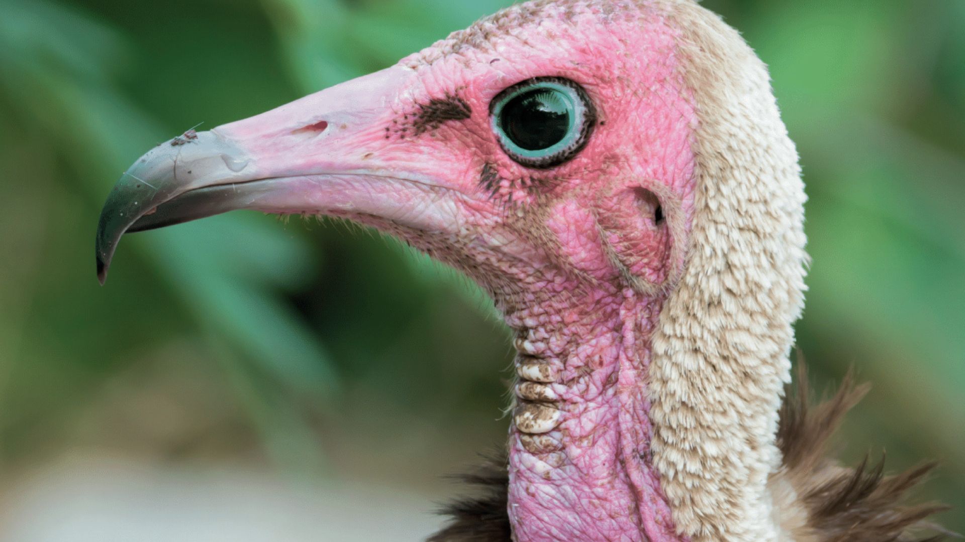 a close up of a side profile of a hooded vulture