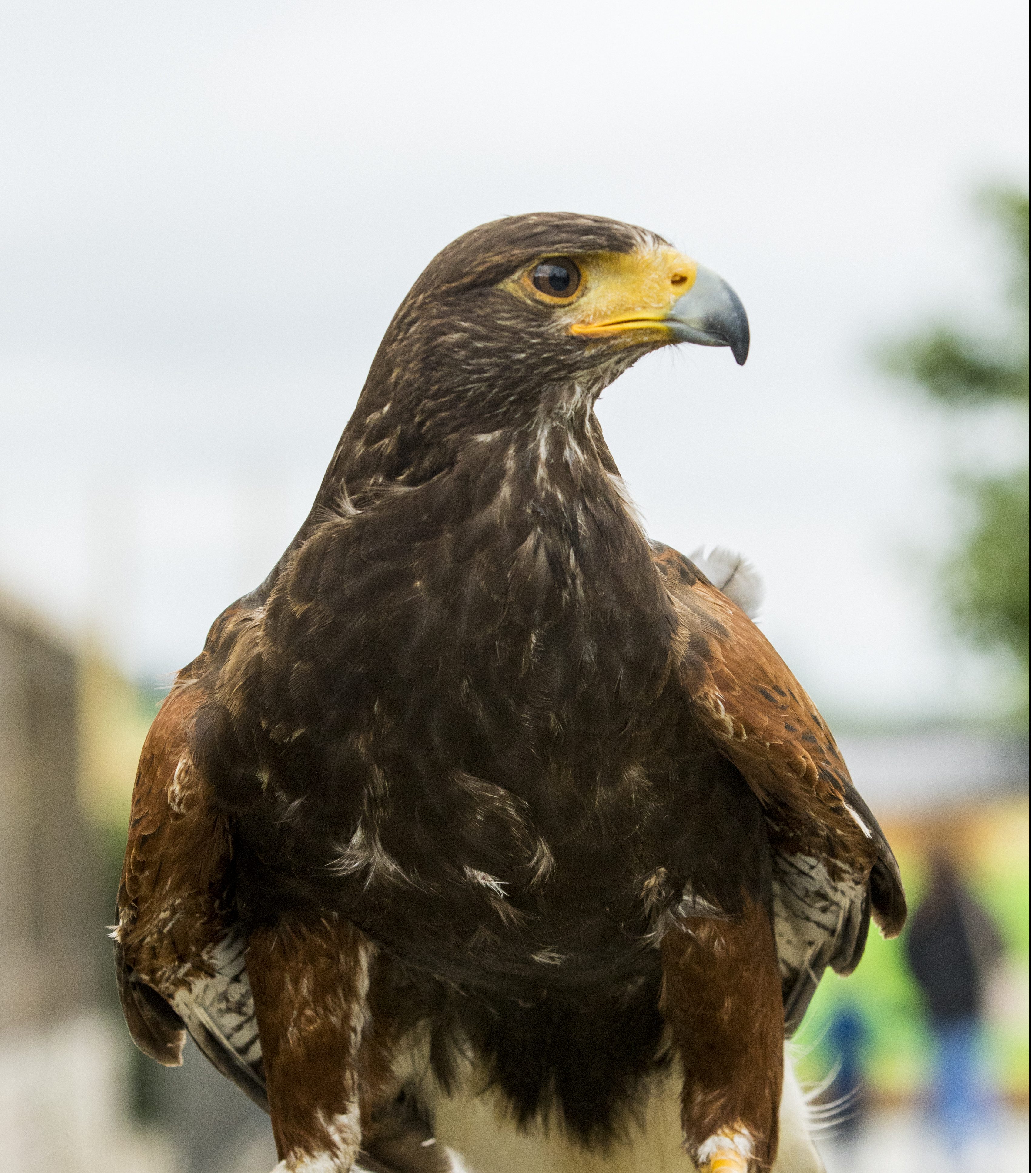 an image of a Harris hawk standing on a branch