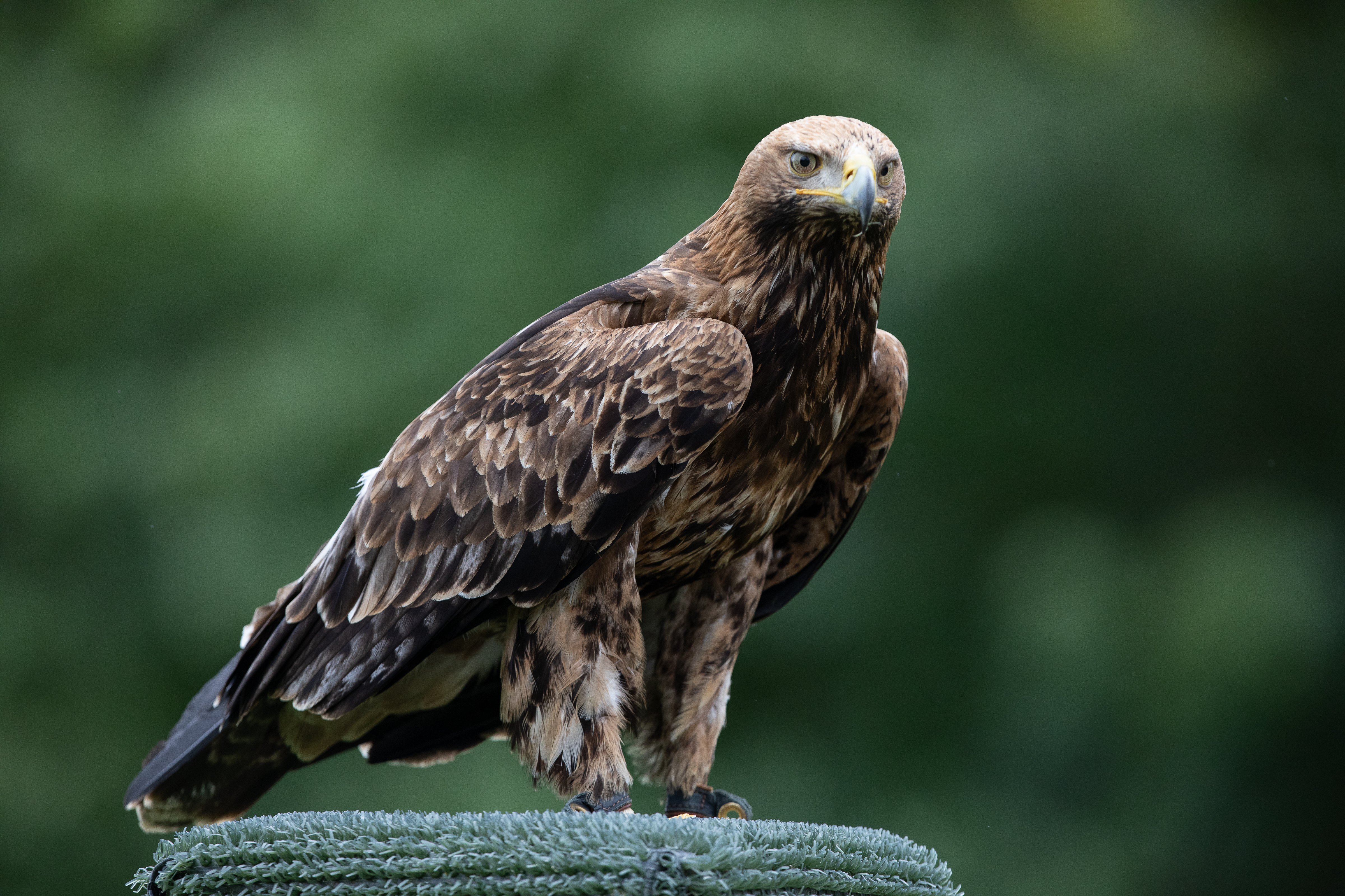 imperial eagle close up