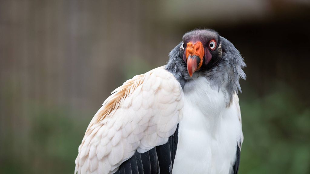 king vulture staring