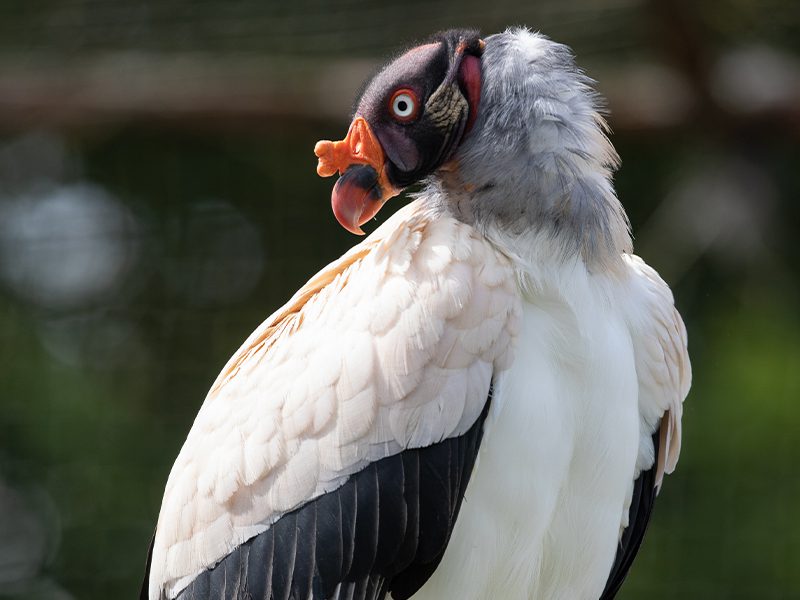 A King Vulture close-up
