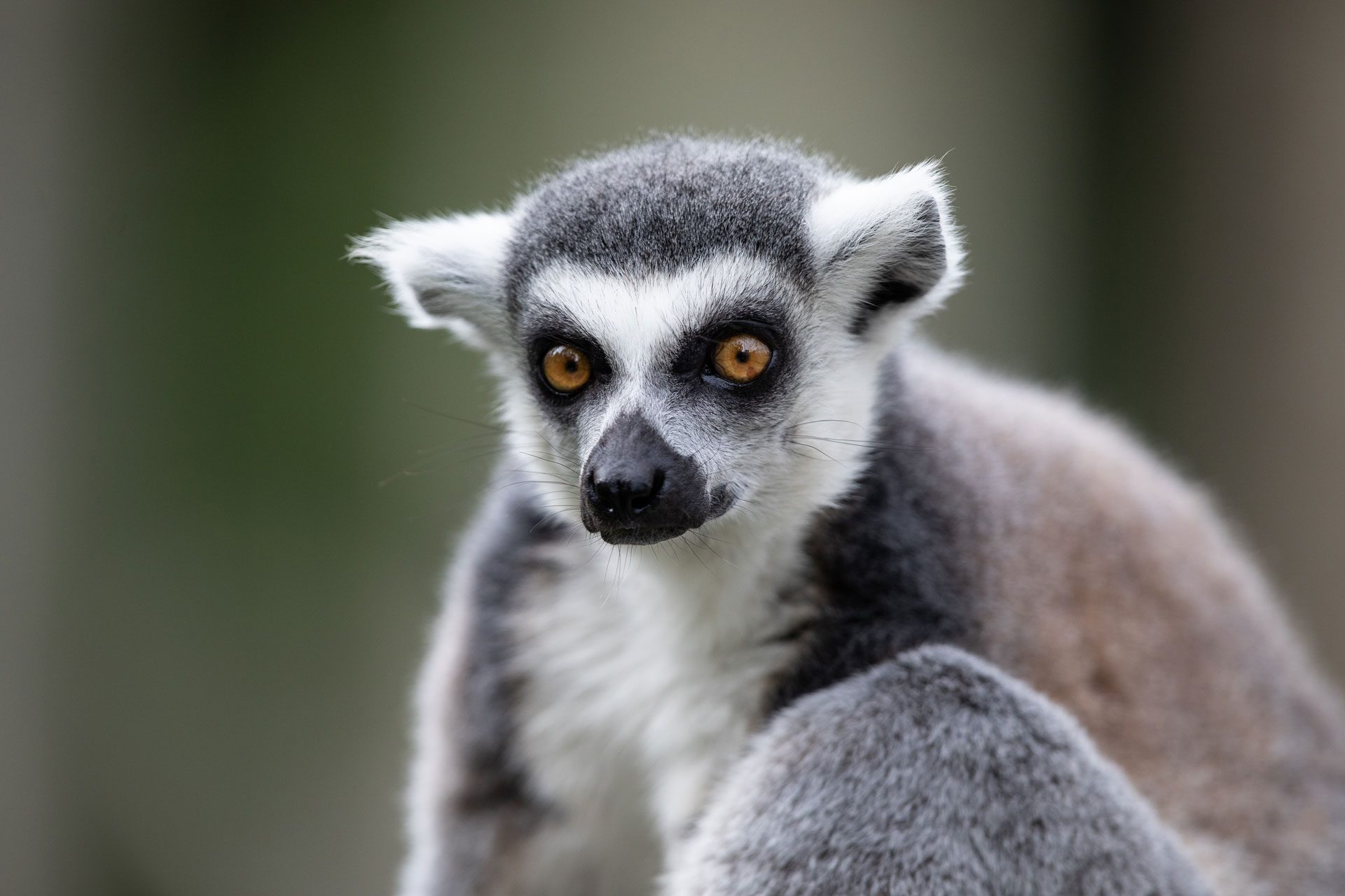 A close of a ring tailed lemur at emerald park zoo