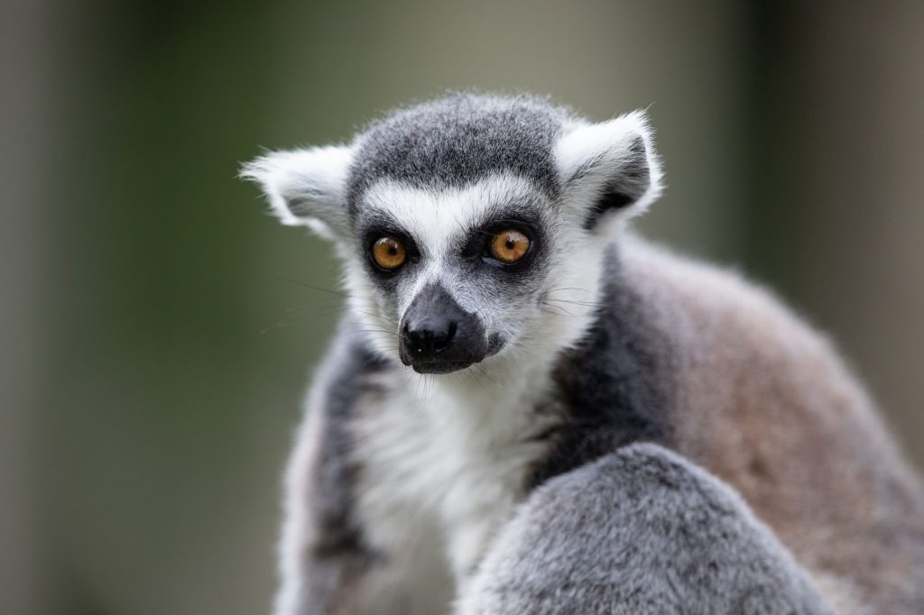 Ring-tailed lemur