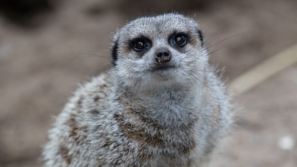 close up of meerkat at emerald park