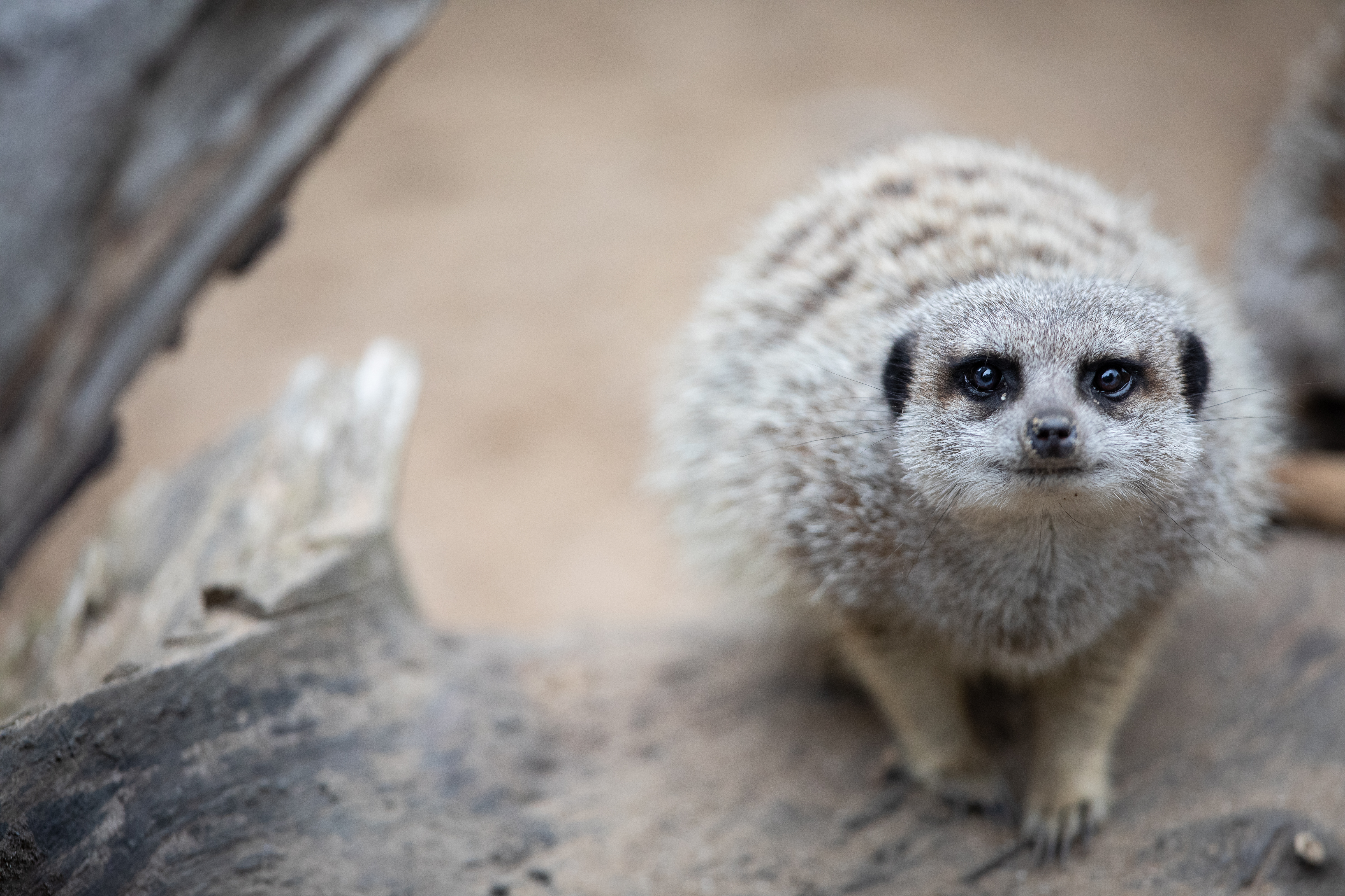 meerkat crouched down and looking up on a piece of wood