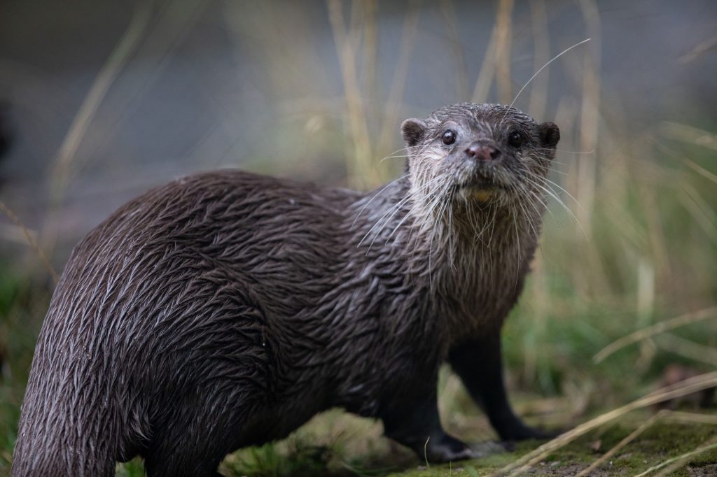 Asian small-clawed otter wondering in the woodland