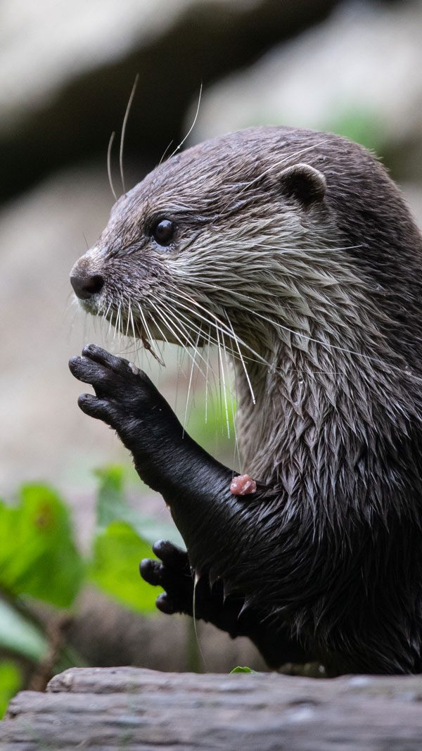 A side view of a wet Asian small-clawed otter