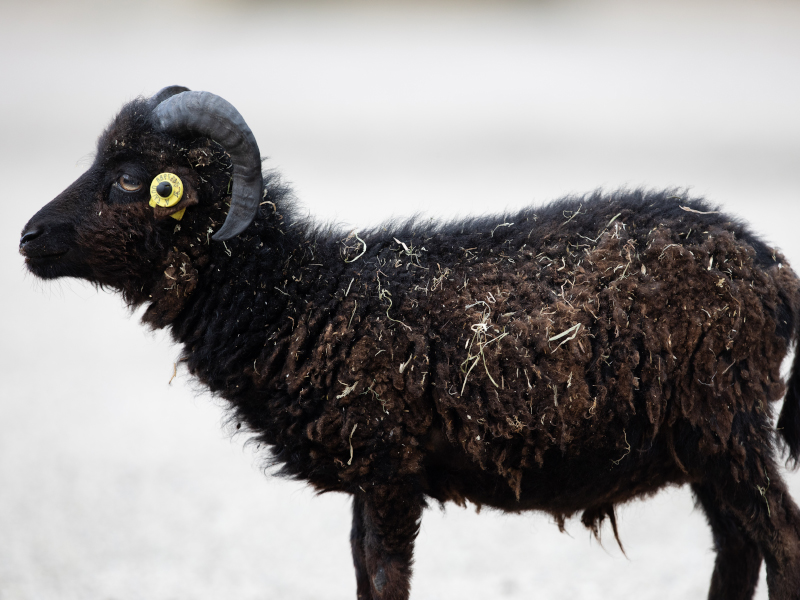 Side view of a black Ouessant sheep