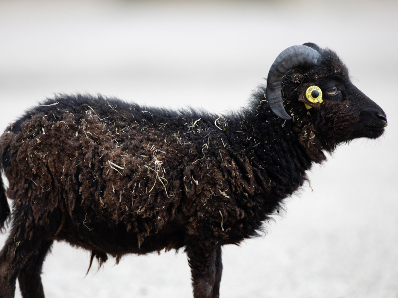 A black Ouessant sheep is seen from the side at Emerald park