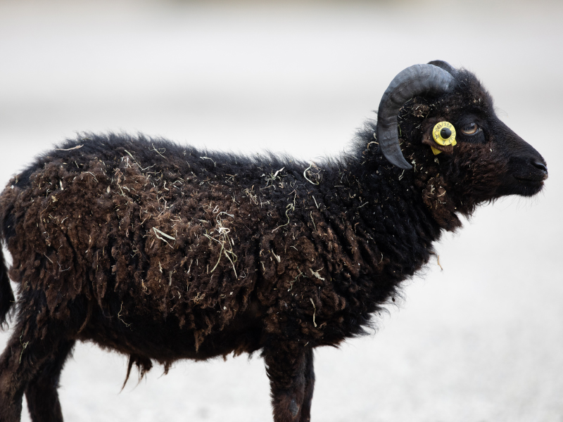 Ouessant sheep