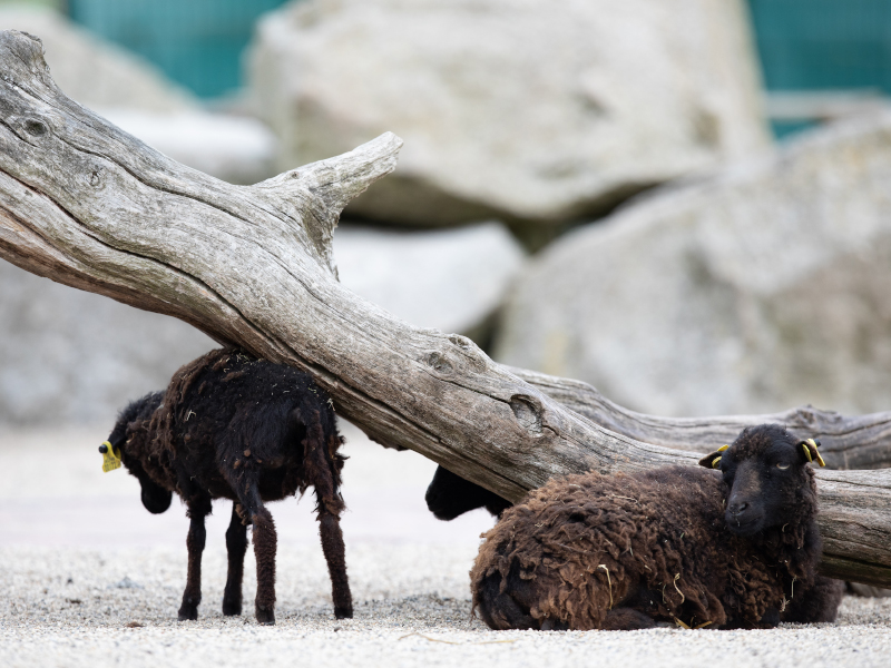 A Ouessant sheep under a large tree log while another is sitting