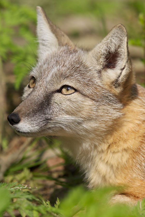 A close-up of a corsac fox looking up