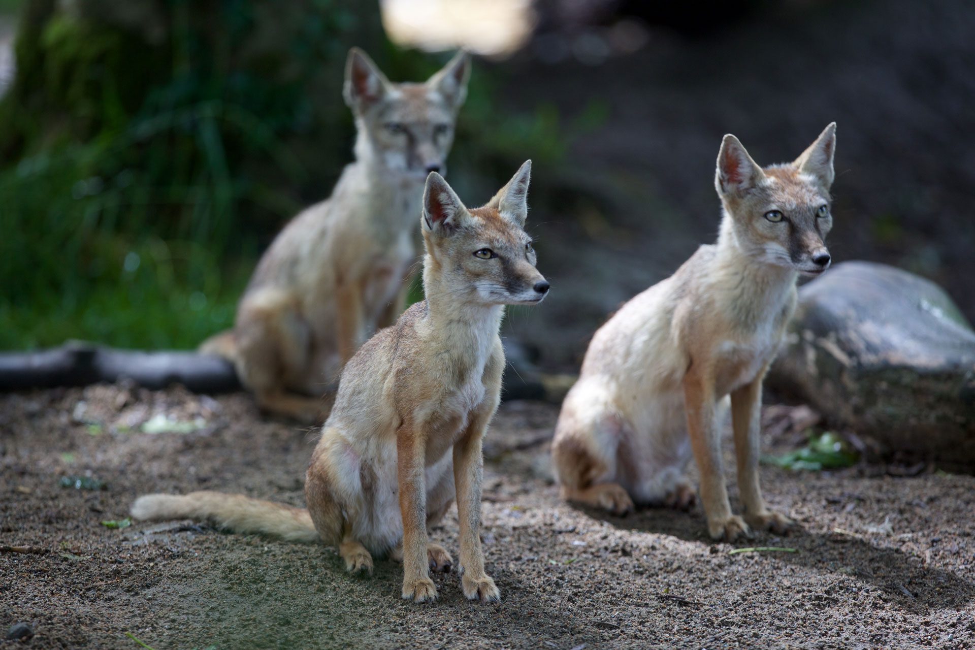Three Corsac foxes sitting on their back legs in a woodland