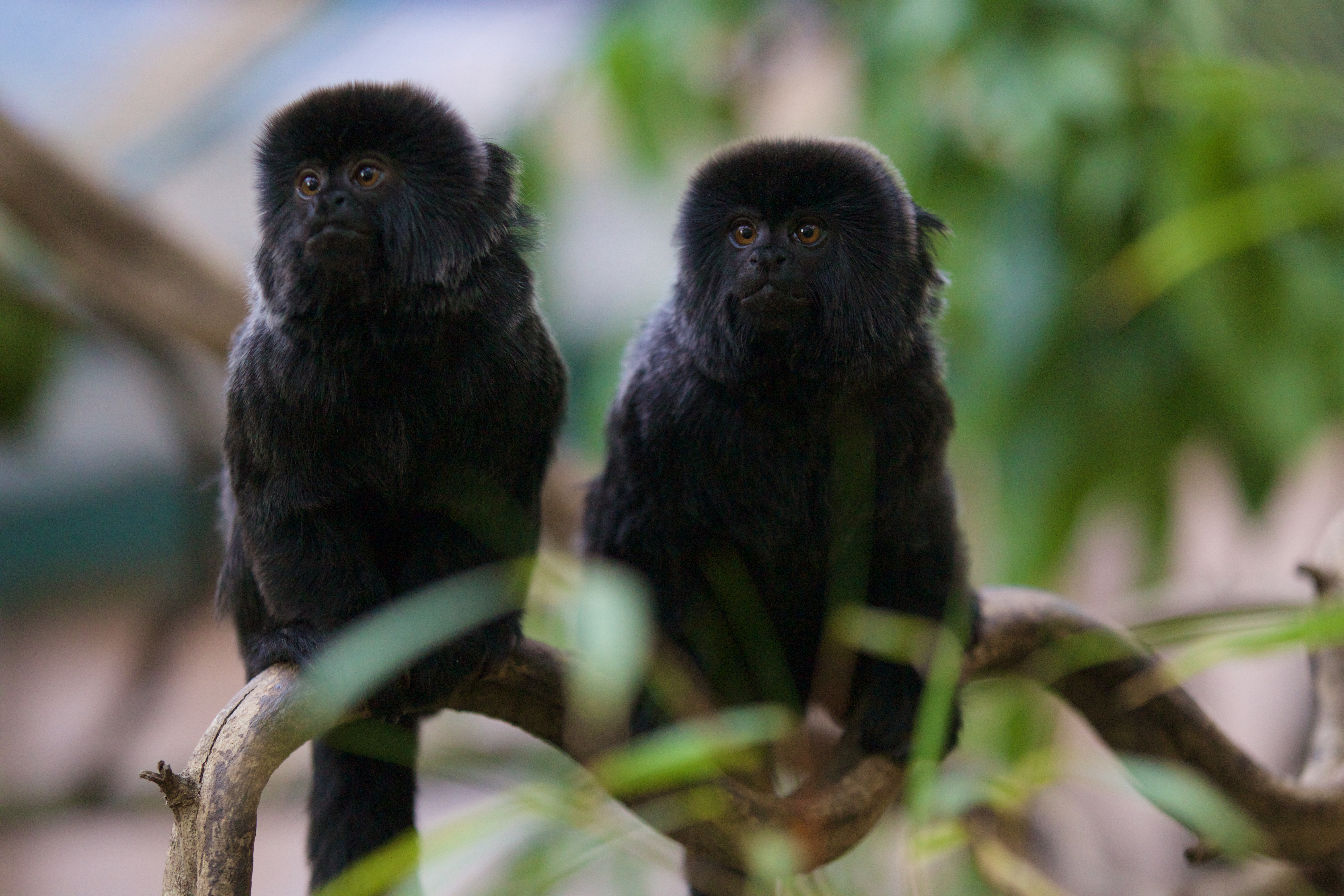 Goeldi’s monkey sitting in a tree at emerald park