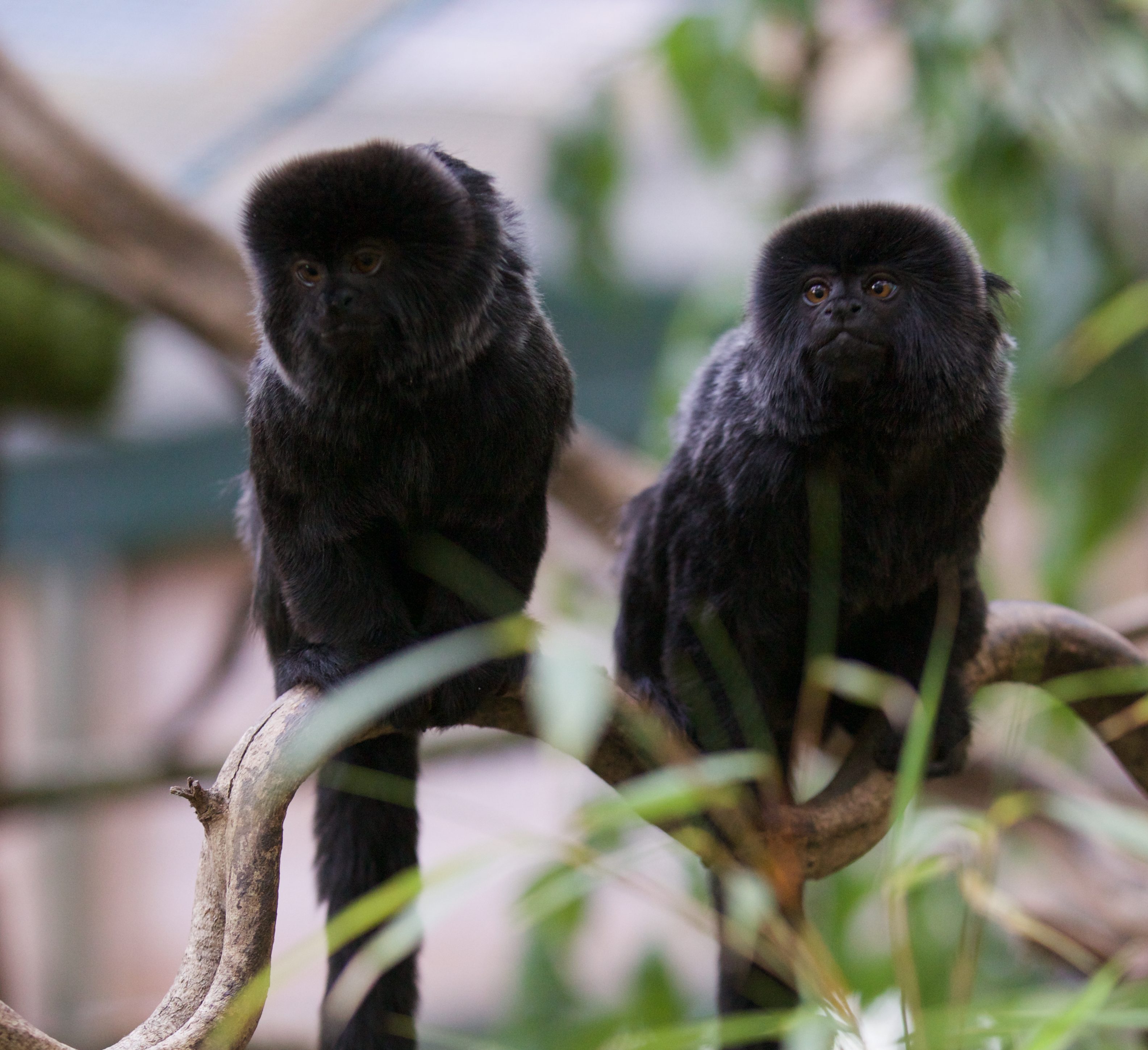 Two Goeldi’s monkeys are sitting together in a tree