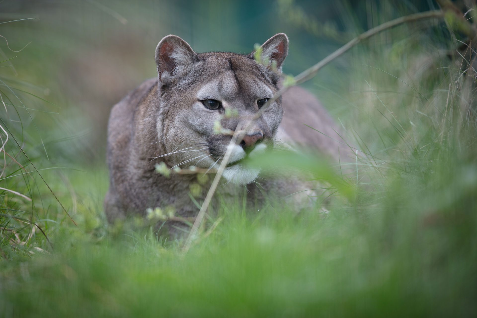 mountain lion at emerald park looking through grass