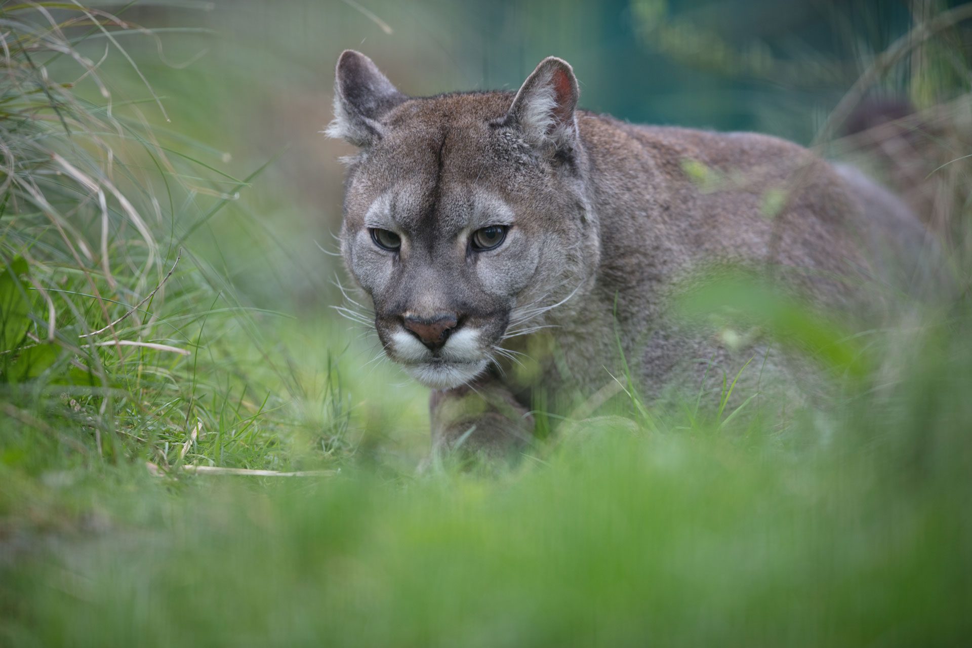 mountain lion crouched among grass at emerald park