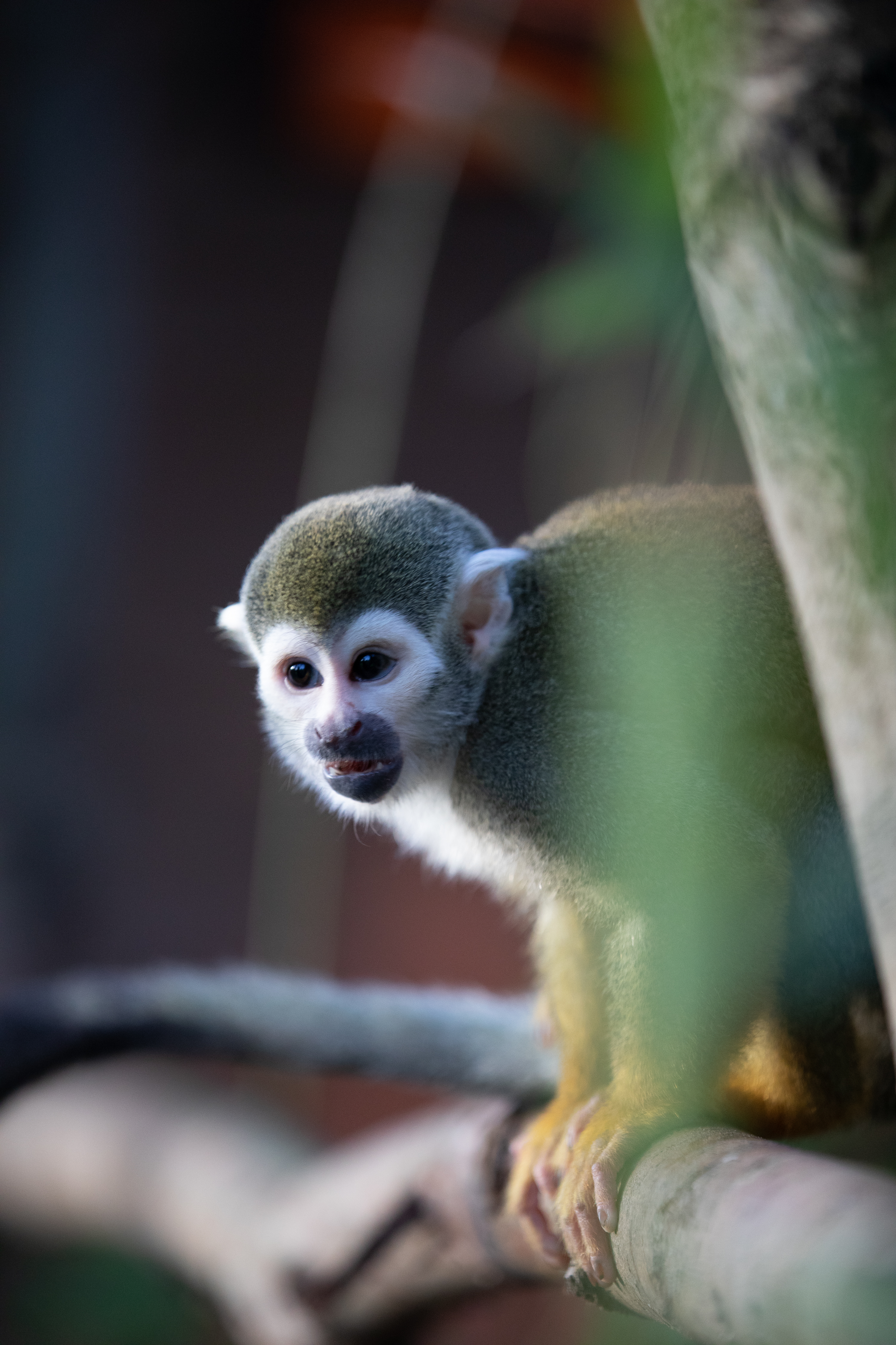 a squirrel monkey on a tree branch