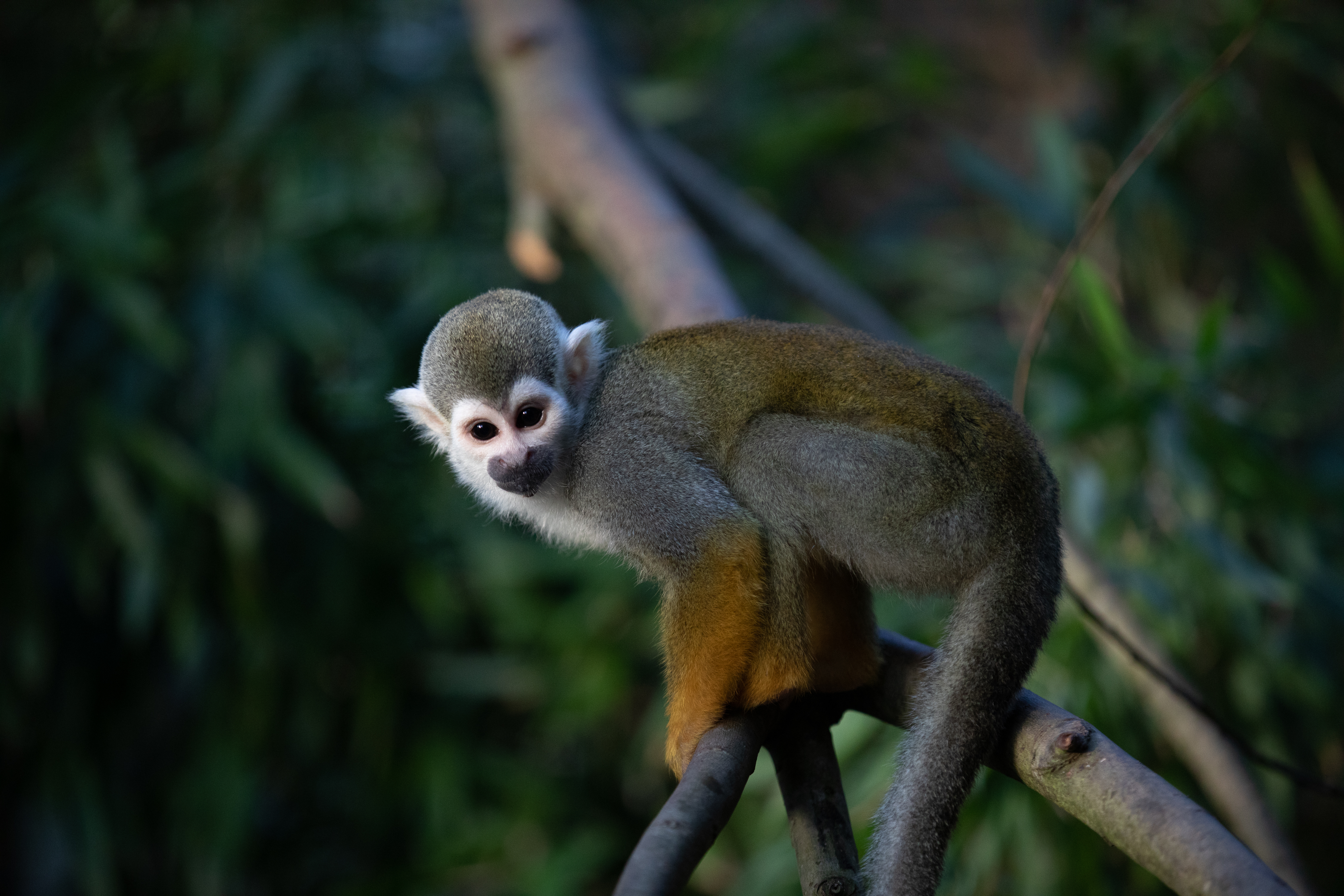 a squirrel monkey in a tree looking at the camera