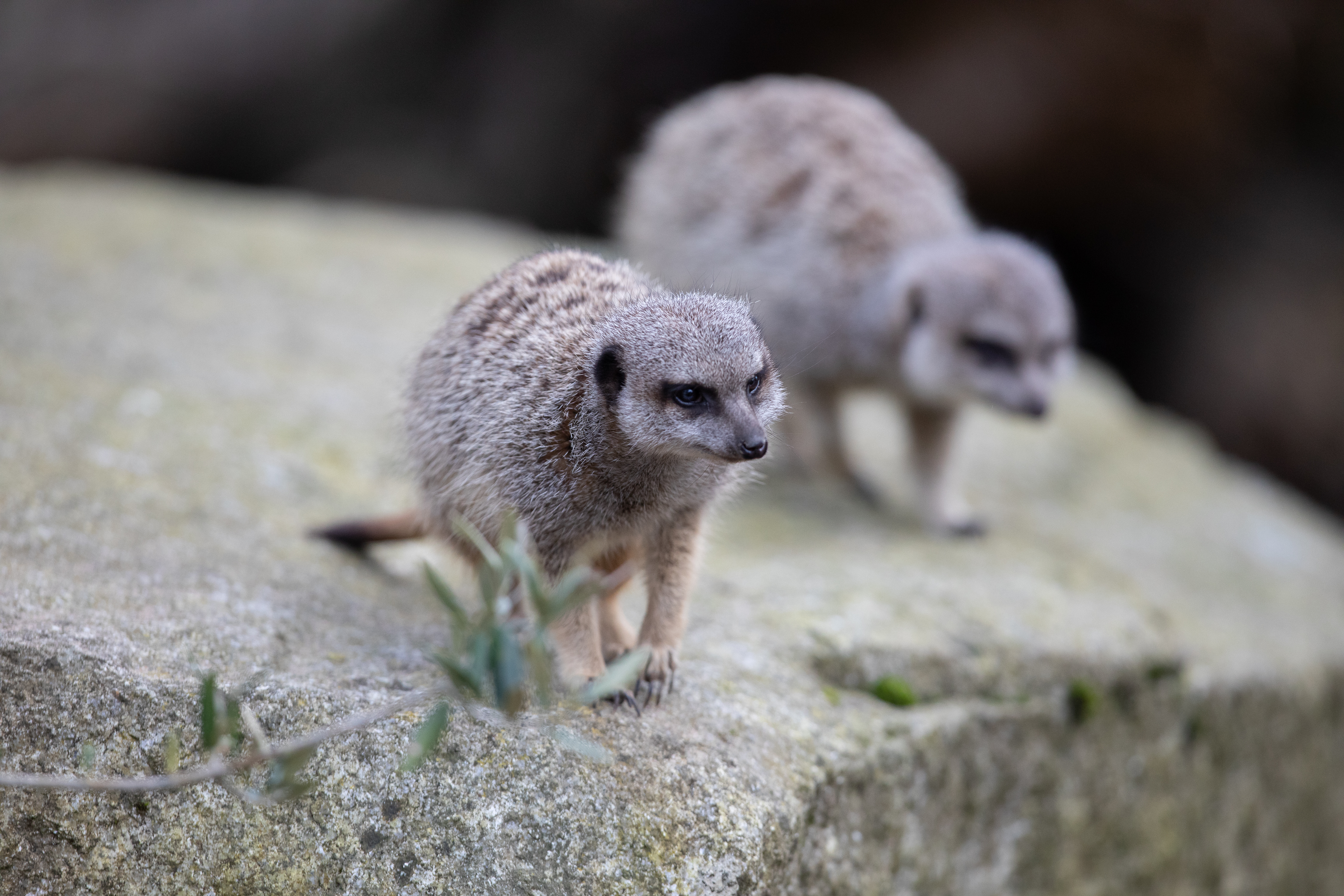 Meerkat