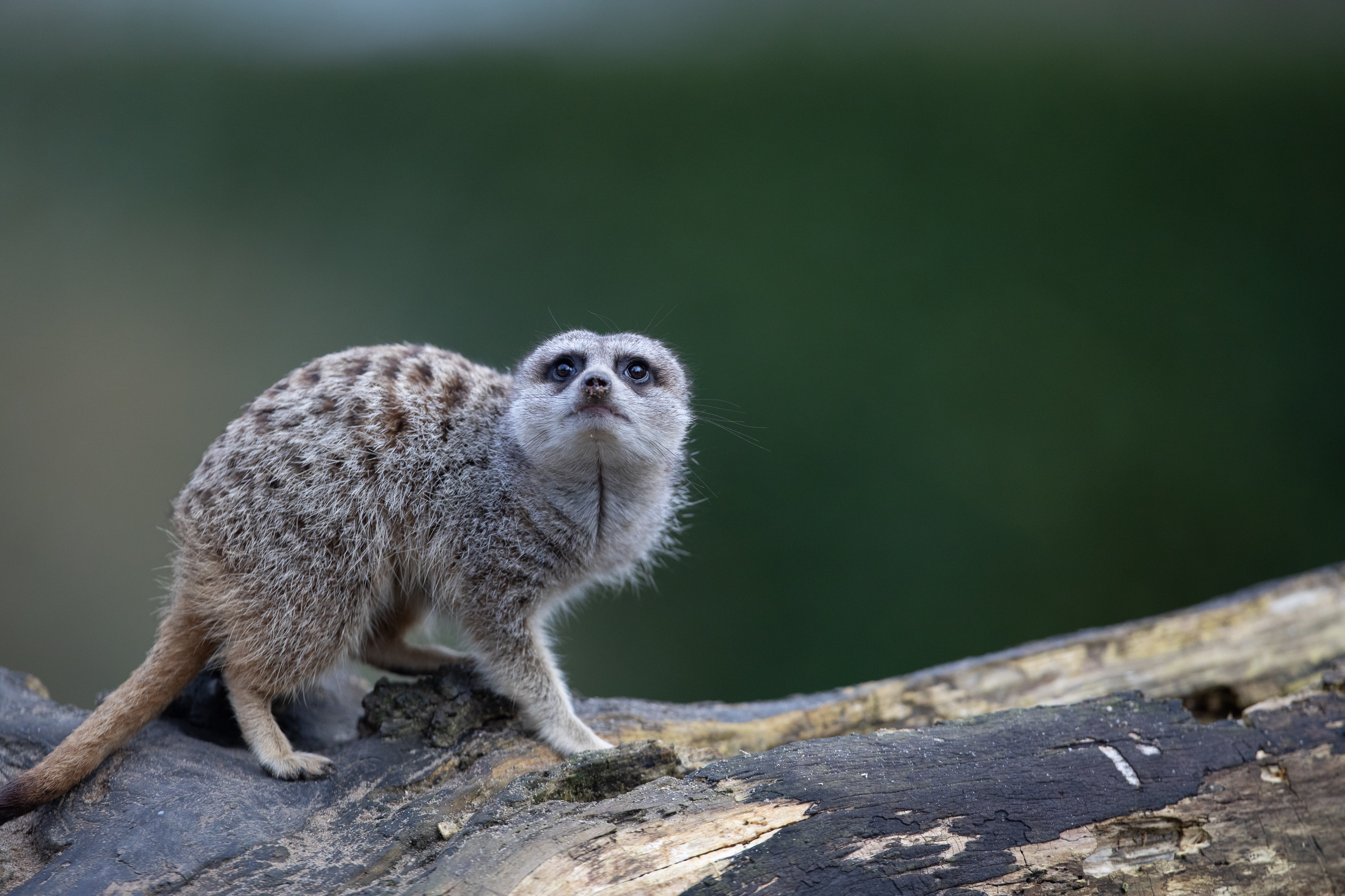 Meerkat