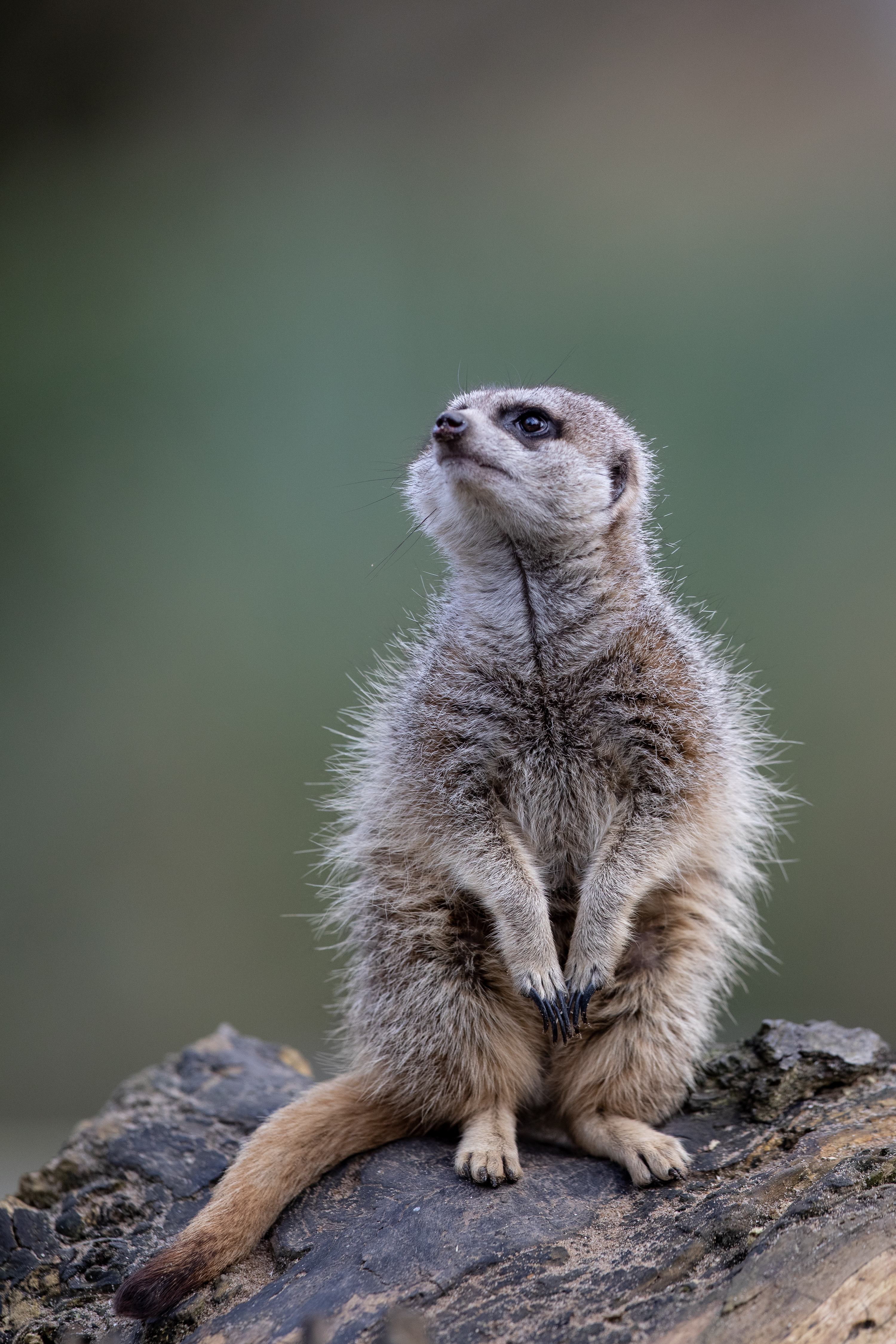 Meerkat