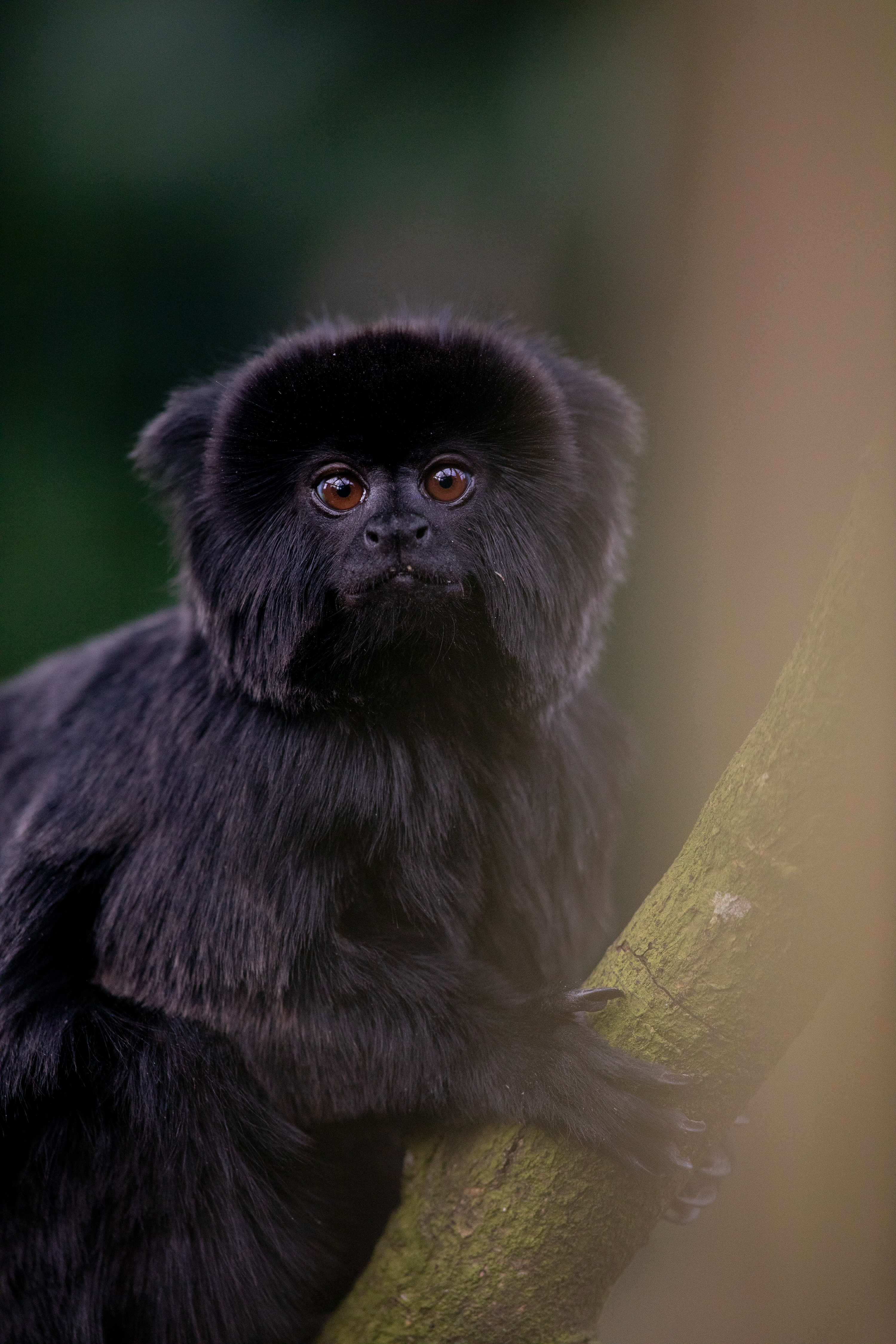 a goeldi monkey on a branch