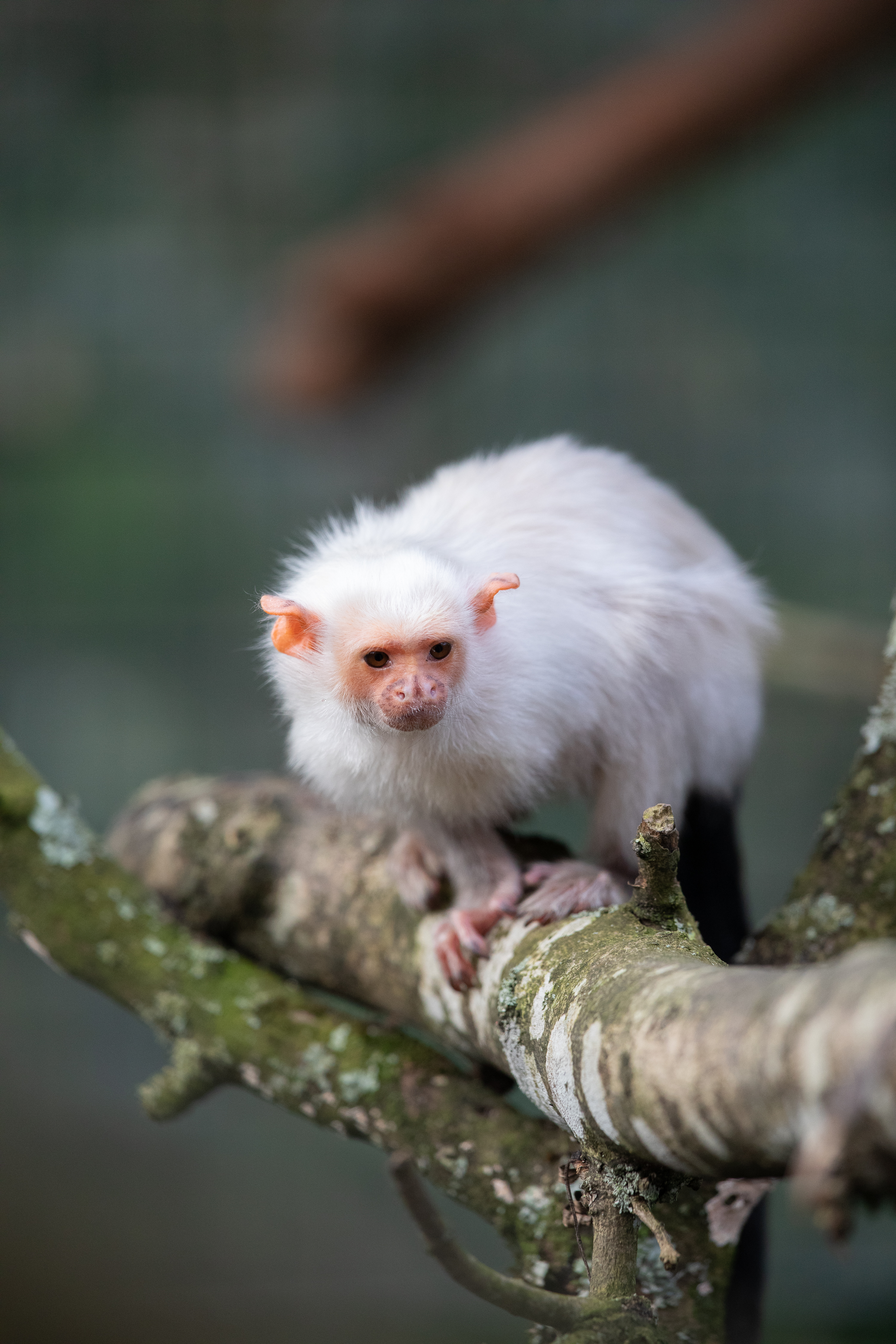 A silvery marmoset monkey on a tree branch