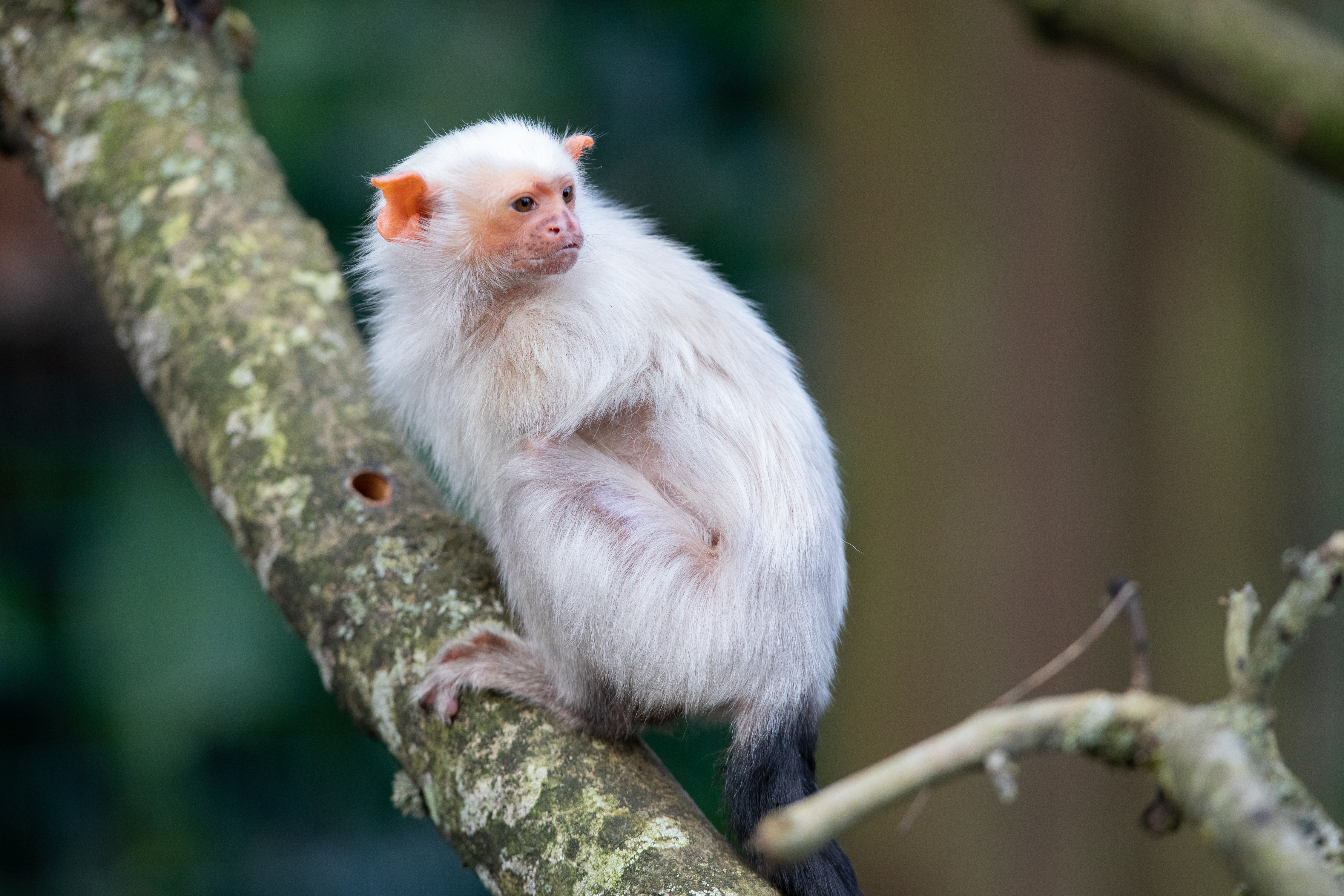 an image of a silvery marmoset in a tree