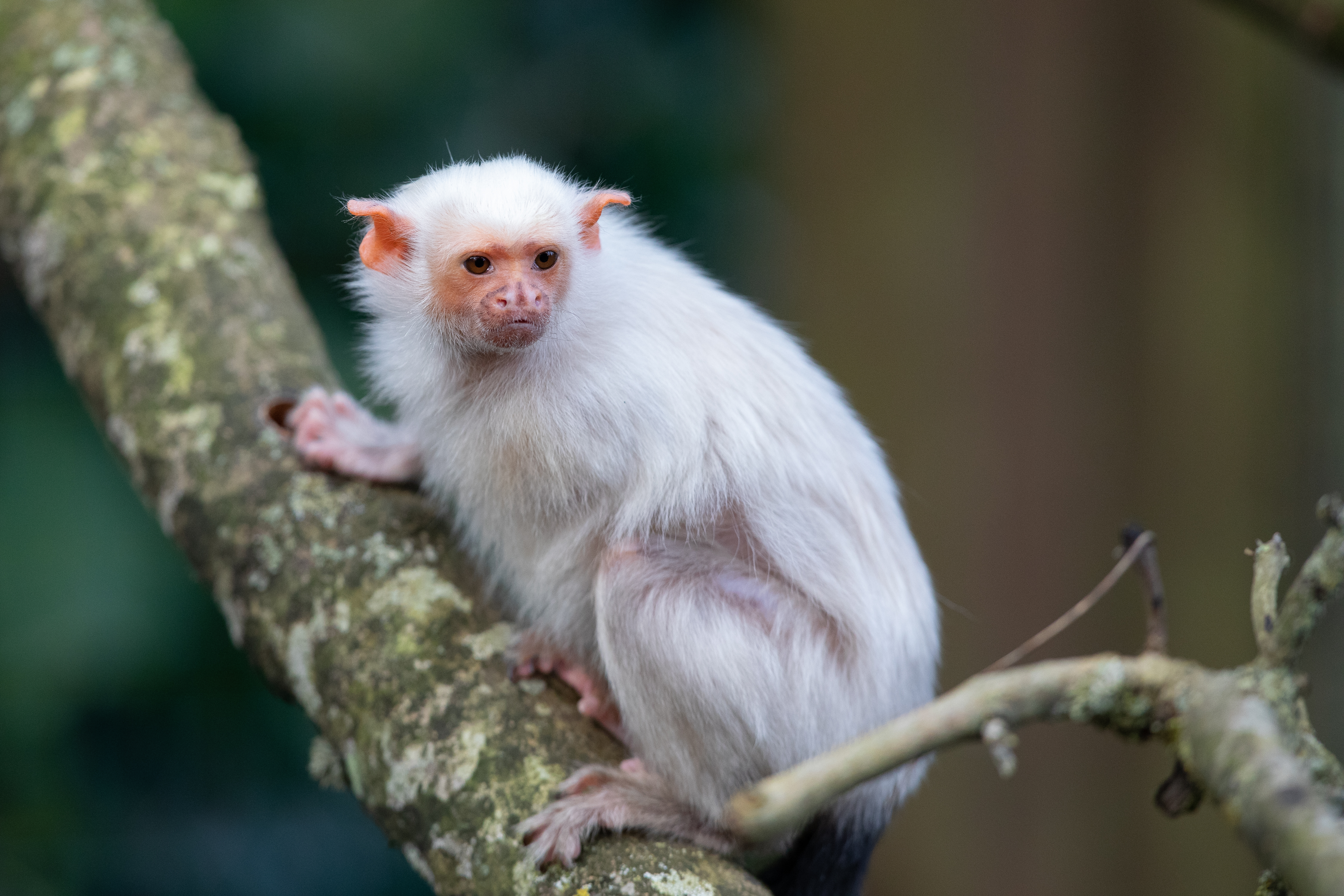 A silvery marmoset on a tree branch