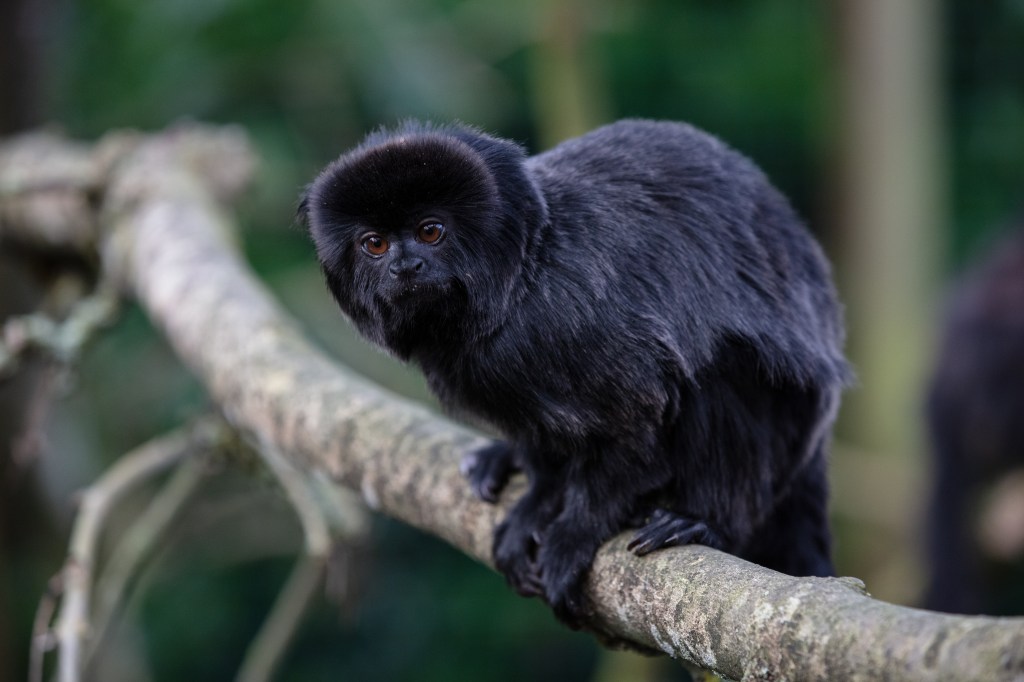 a goeldi monkey on a branch