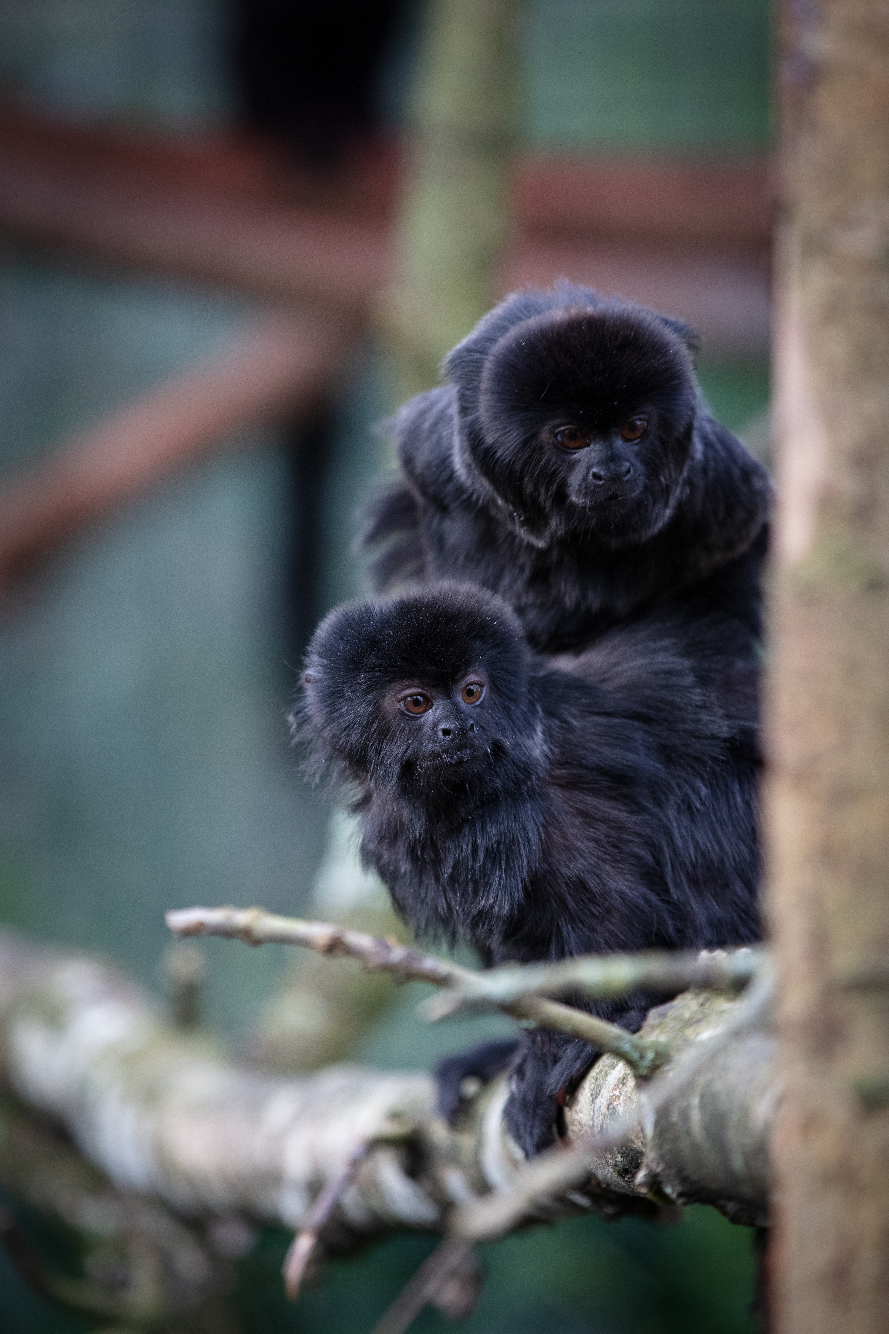 two goeldi monkeys in a tree