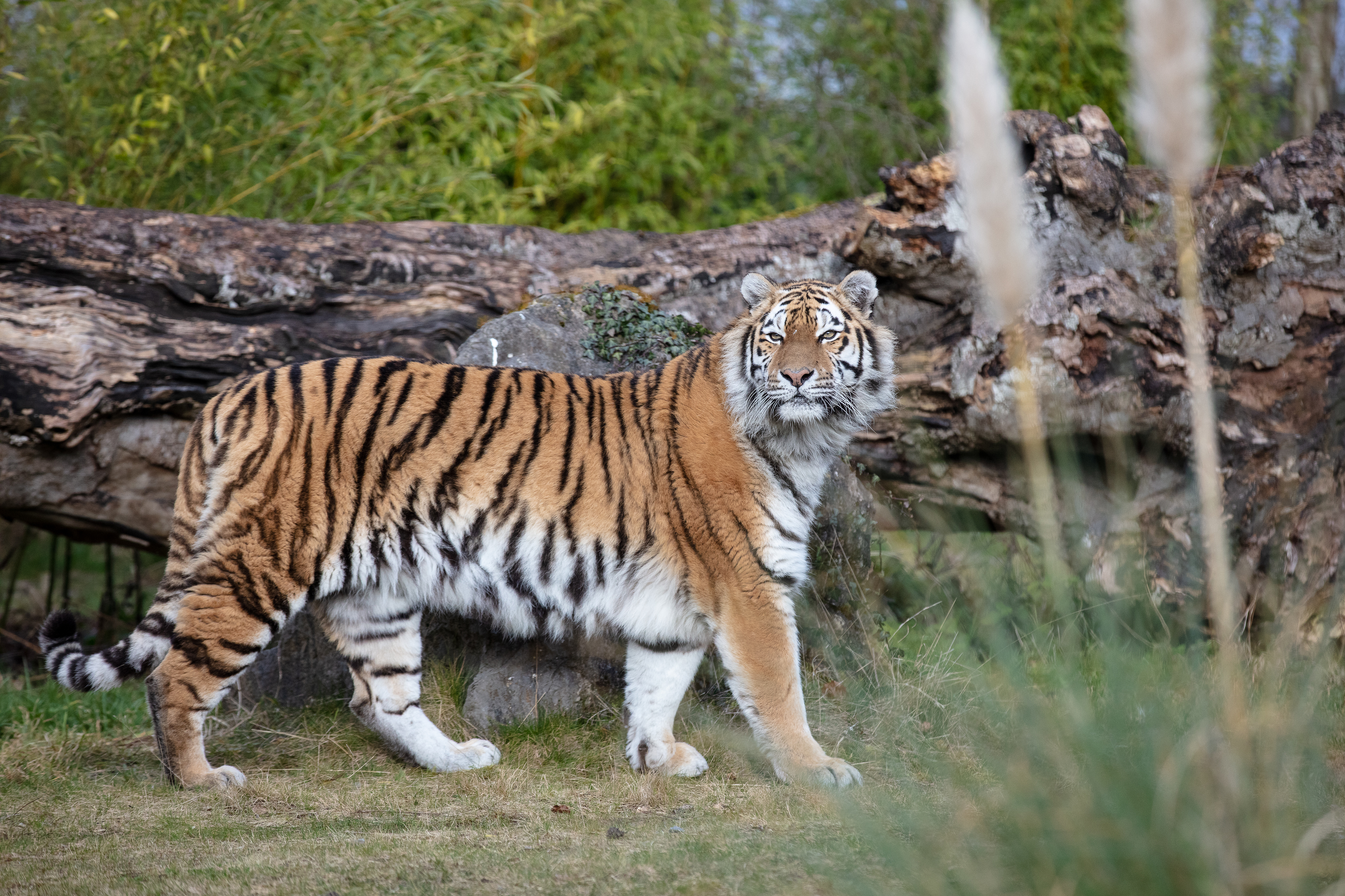 A female Amur Tiger