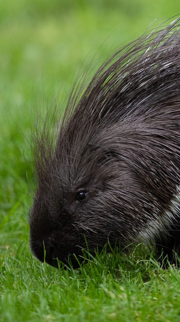 A Cape porcupine grazing the grass