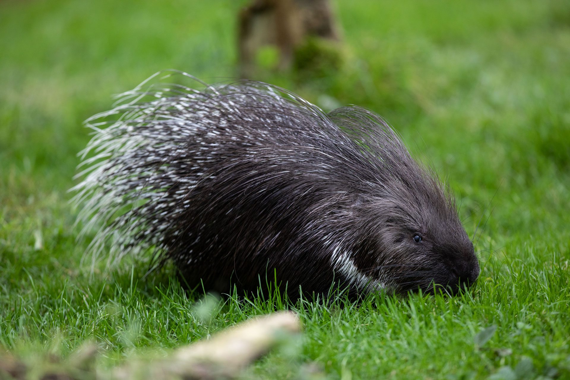 Cape porcupine in a field