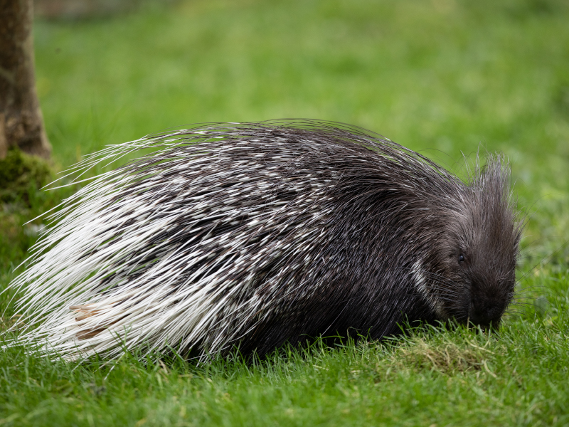 Cape porcupine in the grass at emerald park
