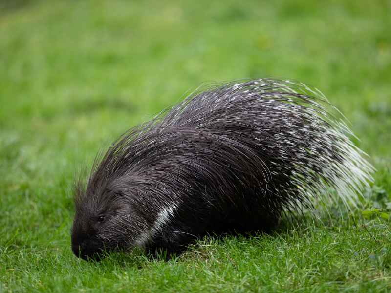 At Emerald Park, a cape porcupine is seen browsing on the grass.
