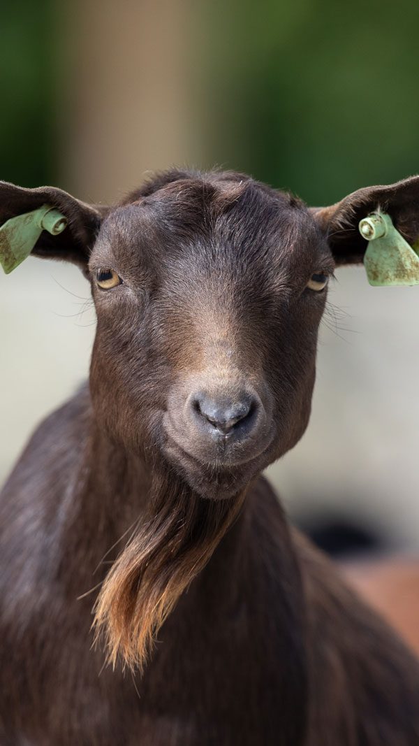 African pygmy goat close up