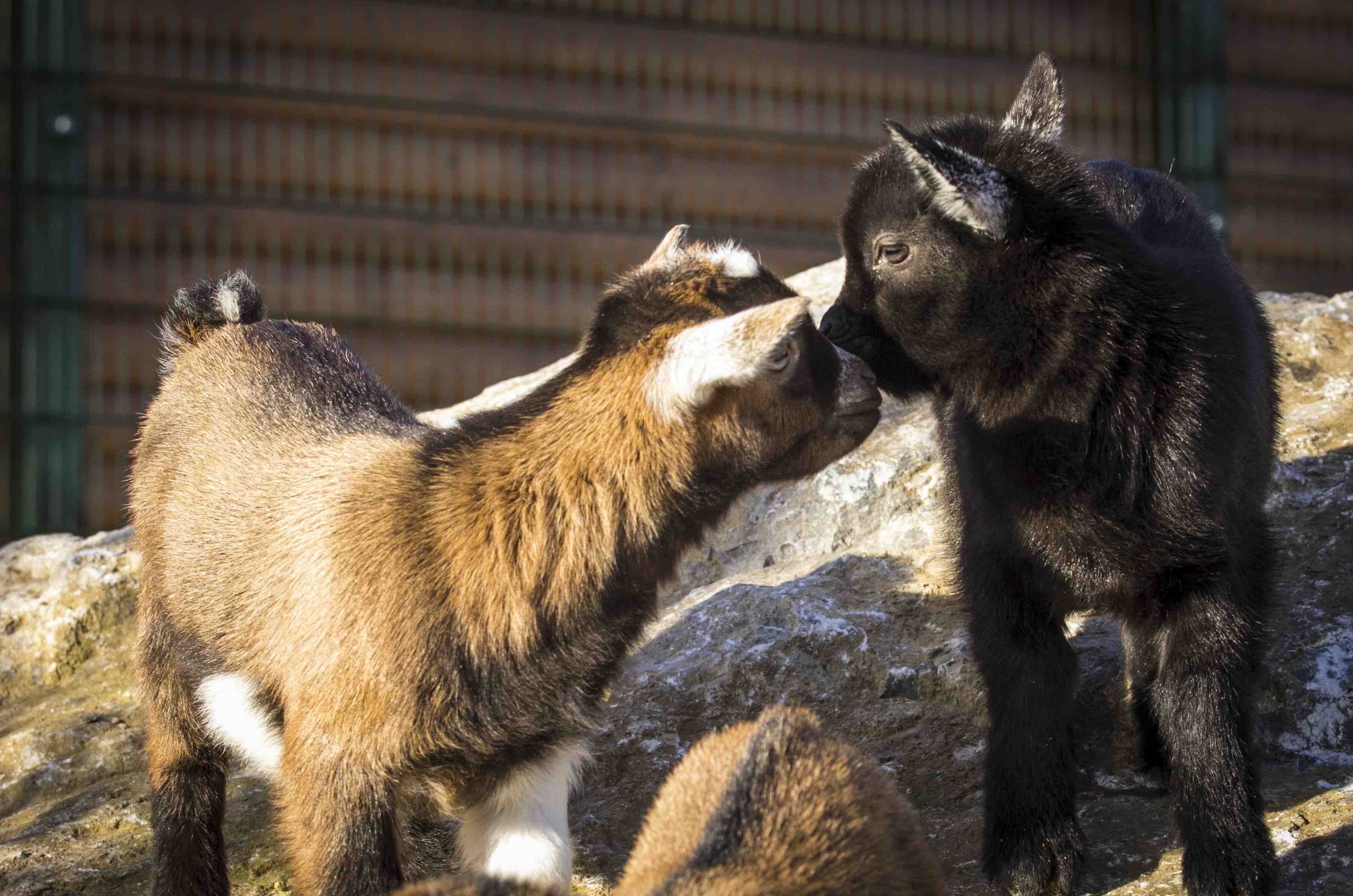 Two baby African pygmy goat rubbing noses while standing on rocks