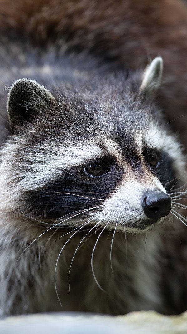 Close-up of a Raccoon At Emerald park