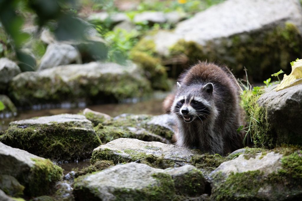 A racoon standing on rocks in Emerald park zoo