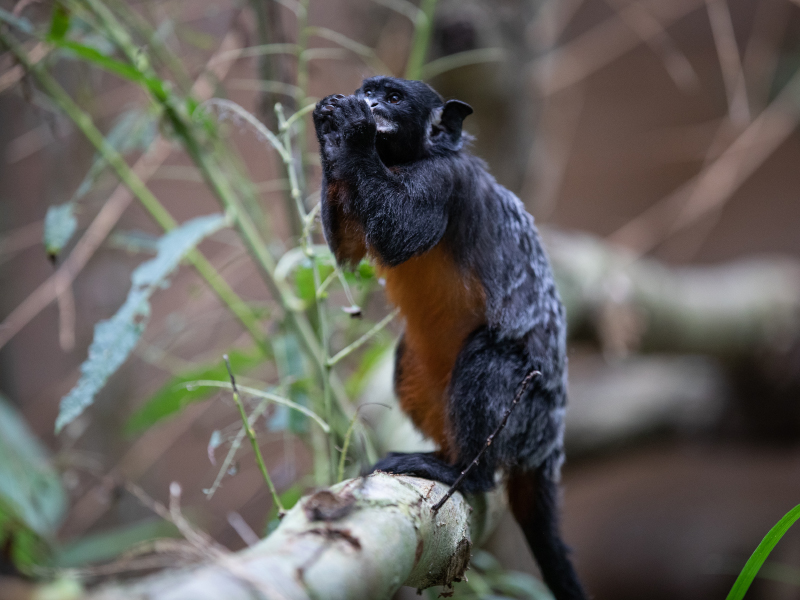 Red-bellied tamarin standing on tree branch