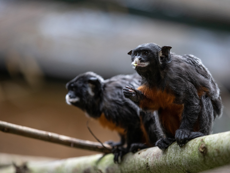 At Emerald Park, two red-bellied tamarins are perched on a limb of a tree.