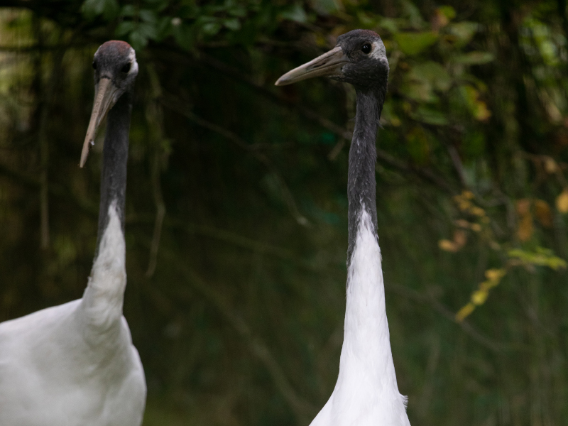 View of two Red-crowned cranes up close at emerald park zoo