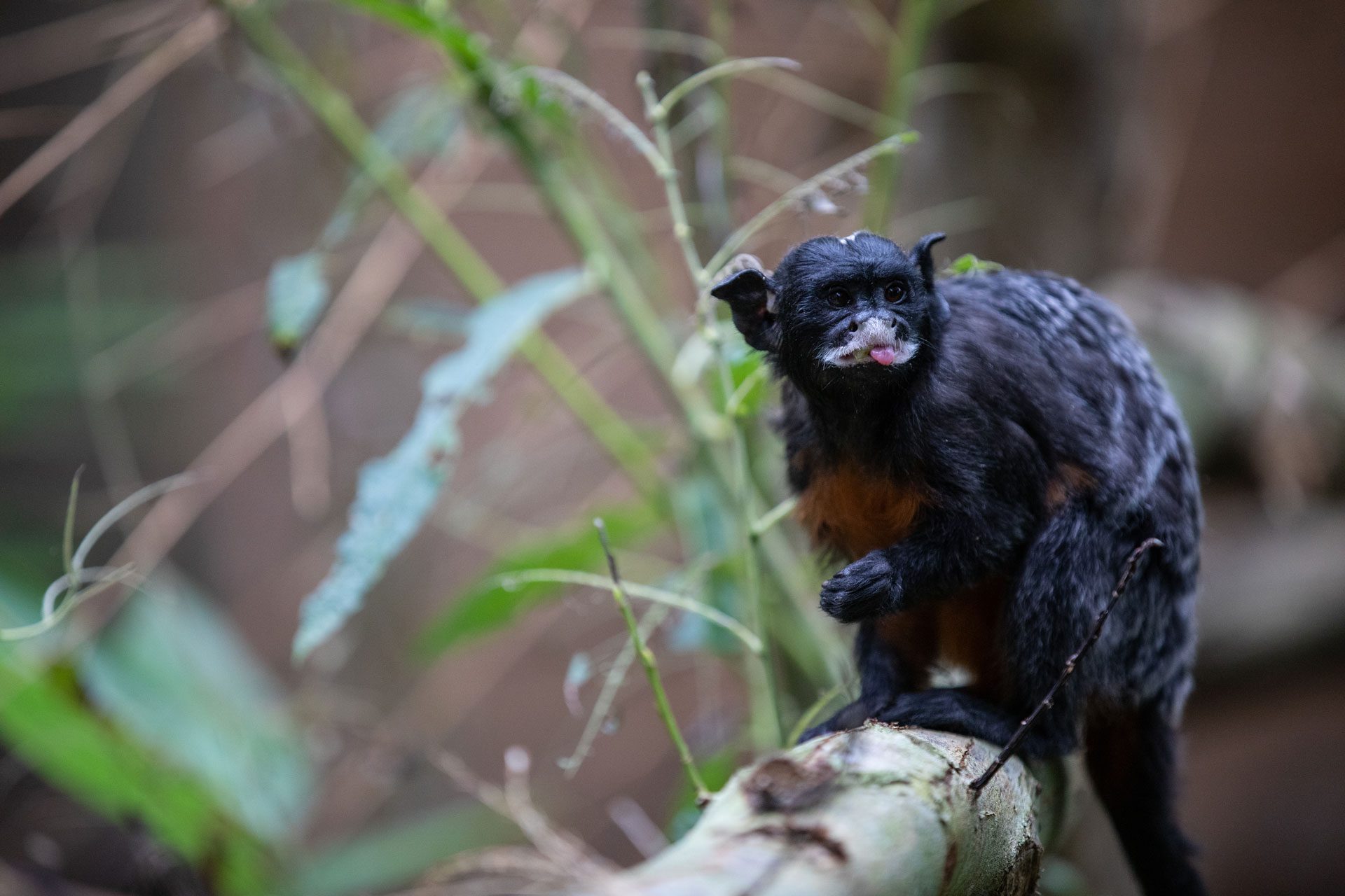 A red-bellied tamarin perched on a log