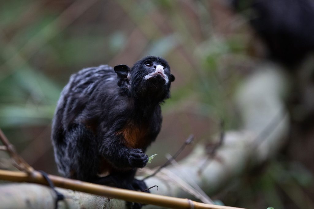 Red-bellied-tamarin looking up while sitting in tree
