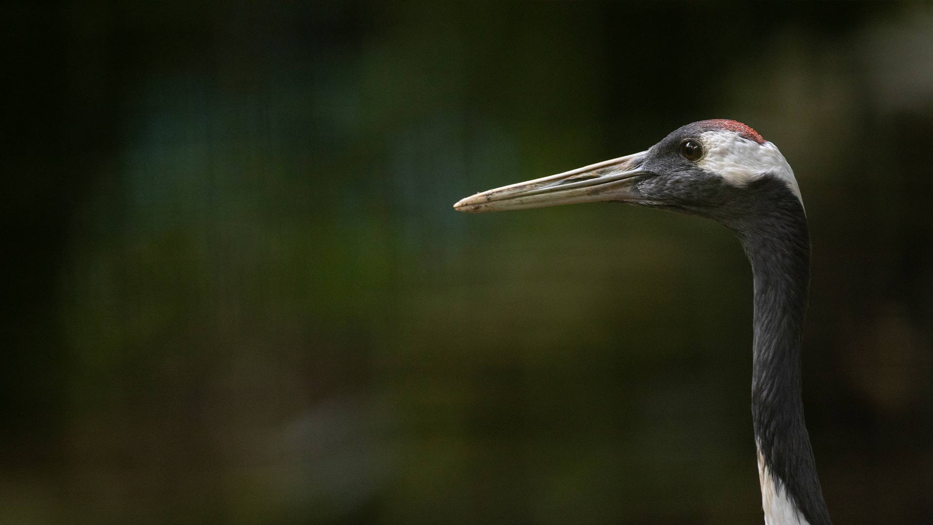 A side close up of a Red-crowned crane