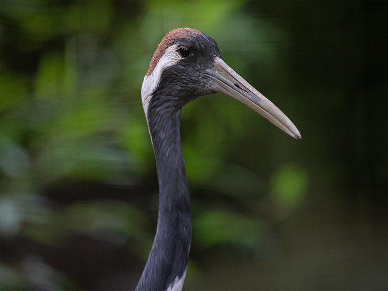Red-crowned crane close up