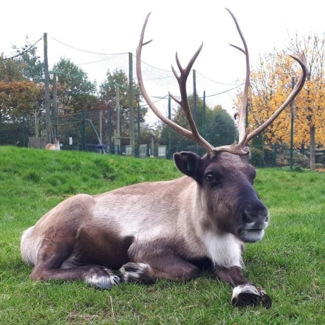 reindeer lying on grass