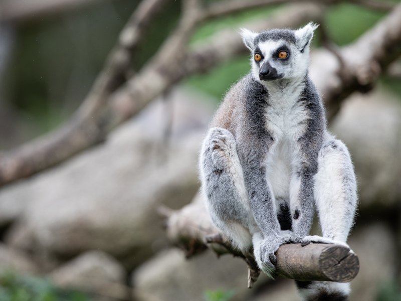 A ring-tailed lemur sitting on wooden pole